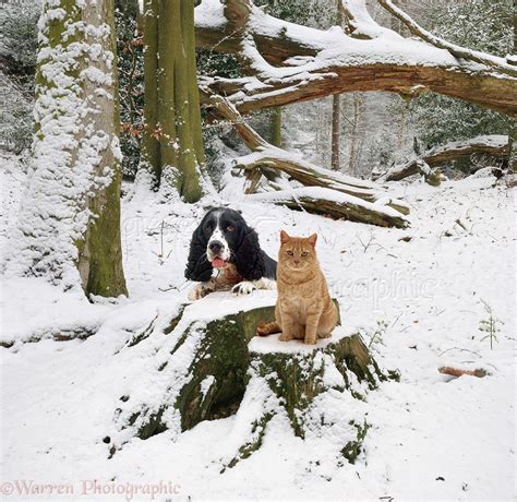 Pets Cat And Dog In The Snow Photo Wp10666