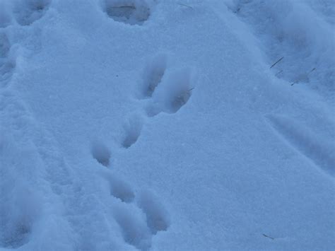Pictures Of Rabbit Tracks