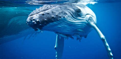 To enjoy yourself very much. Tourism Tonga | Swim with Whales