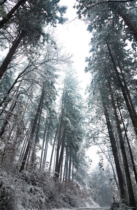Evergreen Forest In Winter Time Stock Photo Image Of Nature Forest