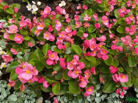 Begonia Plant How To Grow And Care Successfully Growingvale