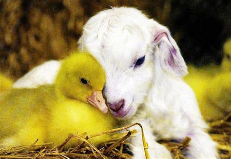 Baby Farm Animals Program At Greenwich Point