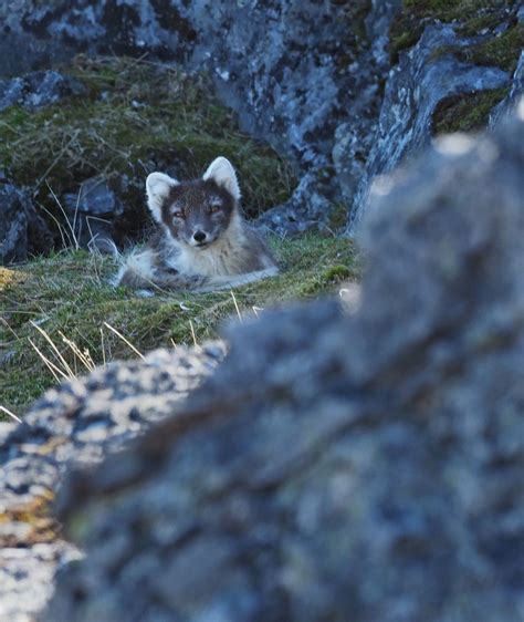 How Do Arctic Foxes Reproduce Kwhatdo