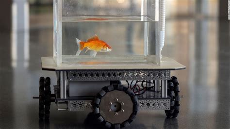 Izraelští Vědci Učí Zlaté Rybky řídit