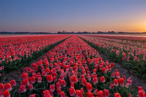 Tulip Field An A Sunset Landscape And Nature Photography On Fstoppers