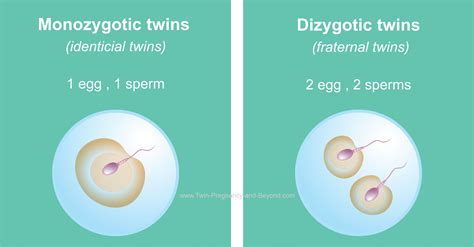 what is twin zygosity understanding different types of twinning