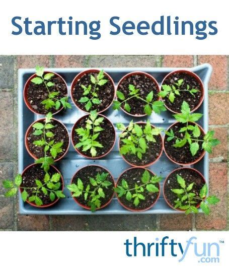 What kind of fertilizer mix you need for your garden depends on the nutrients present in. Starting Seedlings | Tomato seedlings, Growing tomatoes in ...