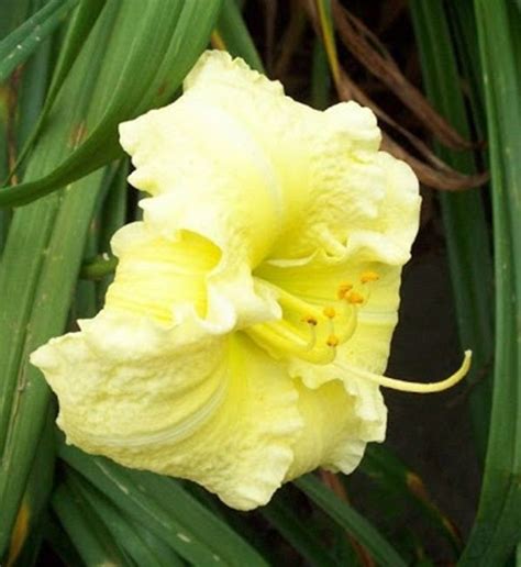 Daylily Plant Brocaded Gown Perennial Millikan B Df Lemon Yellow Flower