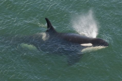 Speak Up This Week For The Southern Resident Killer Whales West Coast