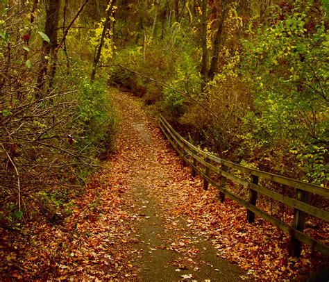 Fall Nature Walk Photograph By Kimberly Davidson