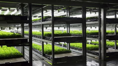 Vertical Farming Finally Grows Up In Japan