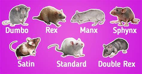 Types Of Pet Rat Breeds 5 Minute Crafts