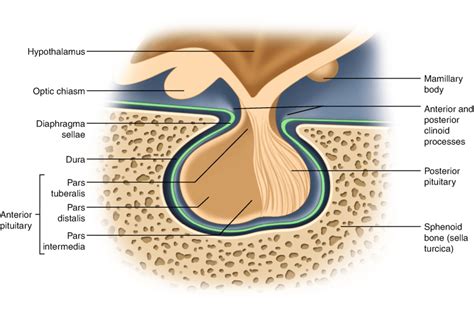 Sella Turcica Of Sphenoid Bone And Pituitary Gland