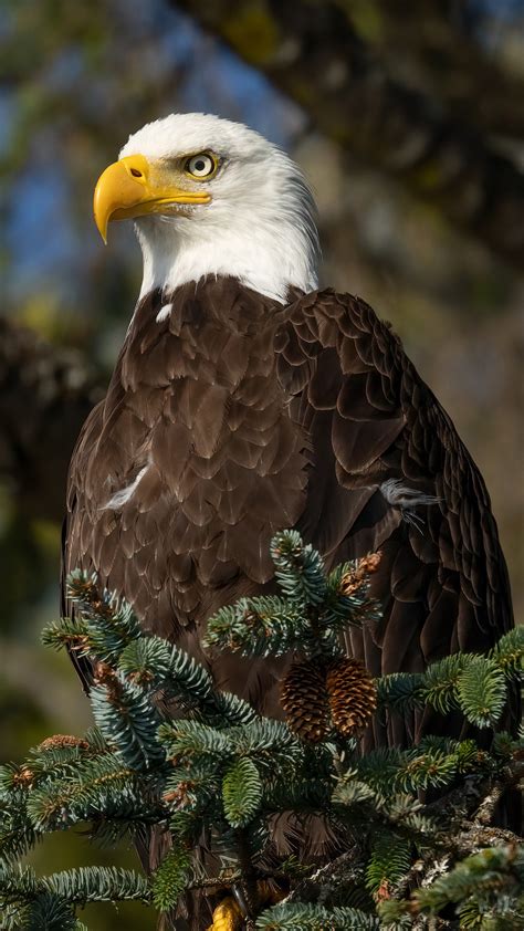 Bald Eagle 4k 5k Hd Animals Wallpapers Hd Wallpapers Id 33961