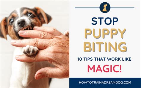 How Can I Stop My Puppy Biting