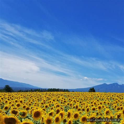 Campo De Girassol Em Yamanashi Viagens Novo Cálculo Da Rota