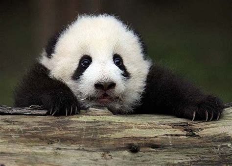 Twin Giant Panda Cubs Born At Atlanta Zoo Softpedia