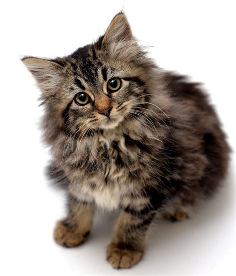 The international cat association gave the cats new breed status in 1987 and full recognition in 1997. This is a long-hair tabby kitten named Ginny. | Russian ...