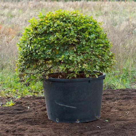 Beech Topiary Balls Form Plants