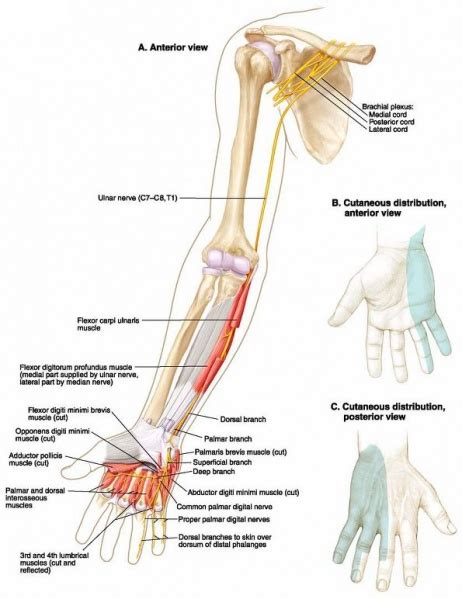 Neurology Any Link Between Cubital Tunnel Syndrome And Chronic