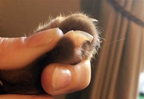 How To Trim Your Cats Claws Including Photos Cat World