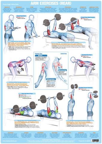 Everyone is obsessed with how to get a six pack, how to get bigger pecs and what are the best bicep exercises. Weight Training, Bodybuilding and Muscle Anatomy Poster ...