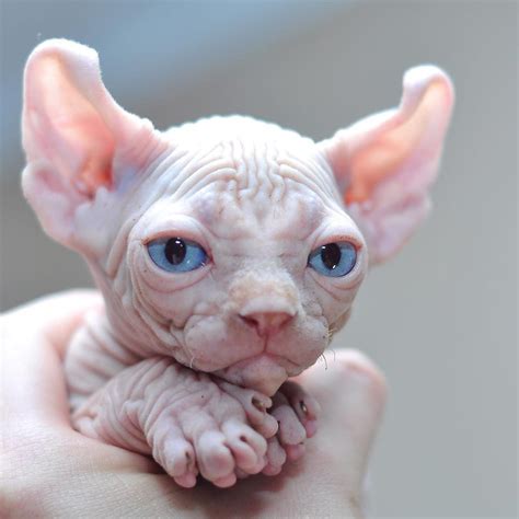 20 Sphynx Babies That Can Charm Even Those Who Dont Like Cats