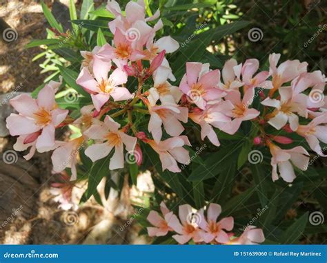 Clusters Van Oleanders Bloem Andalusia Spanje Stock Foto Image Of