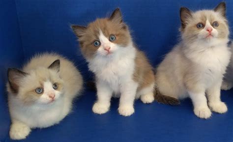 Purebred Ragdoll Kittens And Cats Pasco Washington