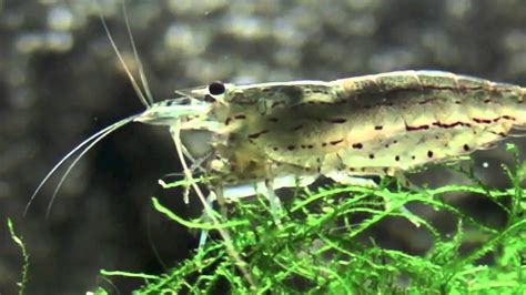 Java moss that grows underwater has bright green leaves which are much smaller than the leaves that grow on land. Amano Shrimp sitting on Java Moss - YouTube