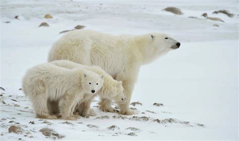 Polar Bear Day 27th February Days Of The Year