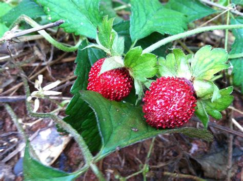 Wild Strawberry (Indian Mock Strawberry) - Dog Eating Leaves | Walter ...