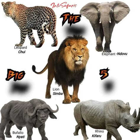 71 Wildlife Animal Names In Swahili The Ultimate Safari Guide