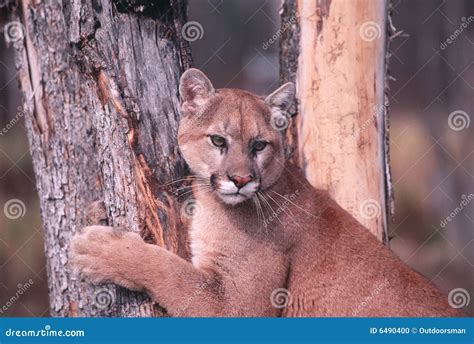 Cougar Stock Photo Image Of Nature Puma Cougar Mountain 6490400