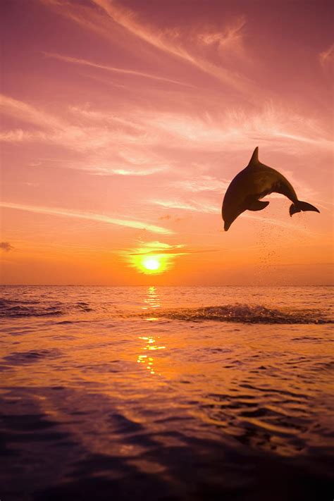 Bottlenose Dolphin Tursiops Truncatus Jumping Out Of Water Sunset