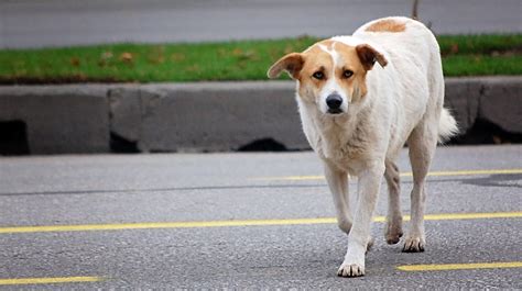 Lost Dog Behavior Kat Albrecht Missing Animal Response Network