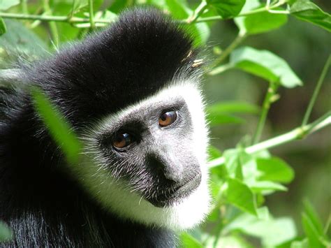Colobus Monkey Free Photo Download Freeimages