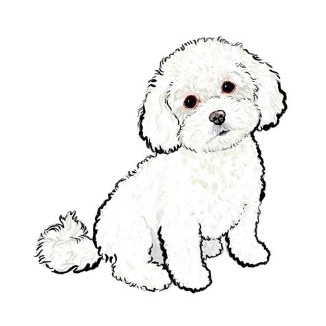 Poodle Drawing Puppy Drawing Bichon Frise Drawing Golden Retriever