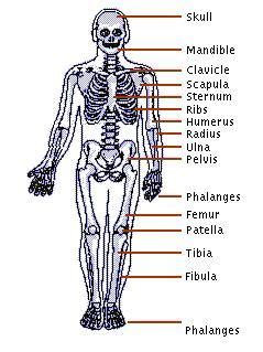 2 tibias, 2 ulnas, 2 radius, 2 femurs, 2 clavicles, 1 hip bone, 2 fibulas, 2 scapulas, 2 humerus, 1 sternum, 1 skull which is actually made of many bones. tictacjournal: The Skeletal System