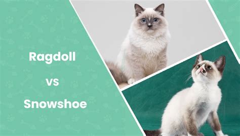 Ragdoll Vs Snowshoe Cat Whats The Difference With Pictures