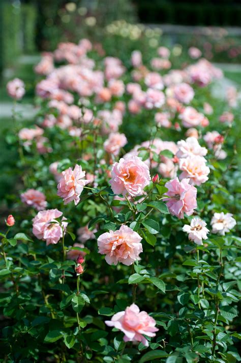 There may be more than one binary download option which might cause the file name to differ. Rose Garden | Longwood Gardens