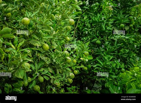 Popular Lemon Orange Malta Fruit Plant Garden Made In Bangladesh