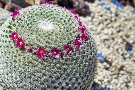 Tiny Pink Beautiful Flowers On A Round Prickly Cactus Stock Image