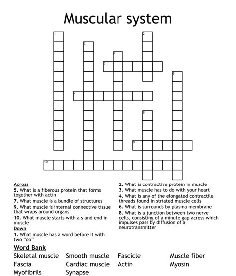 Muscular System Crossword Wordmint