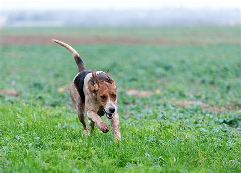 English Foxhound Dog Breed Information Pictures Characteristics