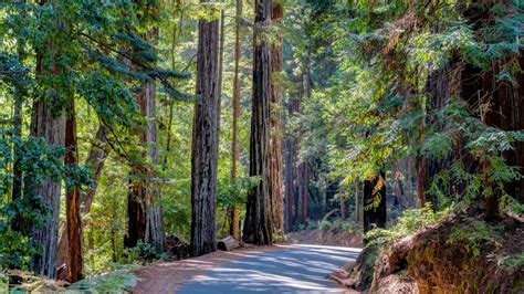 28 Santa Cruz Redwoods Wallpapers Wallpapersafari