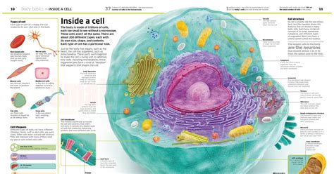 They provide structure for the body, take in nutrients from food, convert those nutrients into energy, and carry out specialized functions. Infographic : Inside A Cell