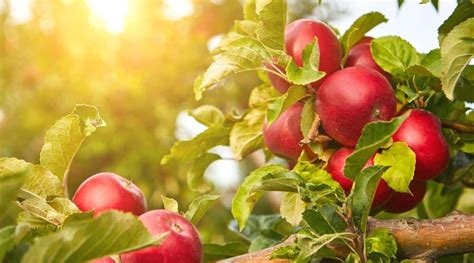 Red Apple Tree Images