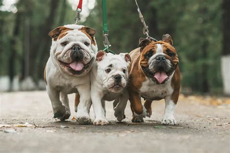 English Bulldog Colors Cute Bulldog Colors Explained