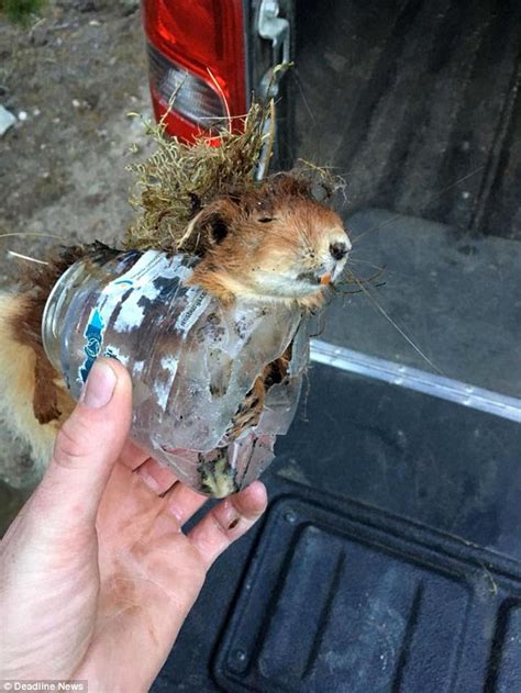 Images Show Lifeless Body Of Endangered Red Squirrel Trapped Inside